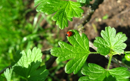 Ladybug - leaves, ladybug, nature, green