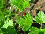 Ladybug