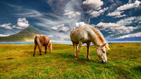 horses - horses, animals, cool, field, fun