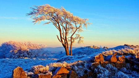 Winter Morning with Lonely Tree - nature, sky, landscape, forest, blue, winter, tree