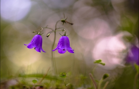 Wild flowers - nature, purple, flower, wild