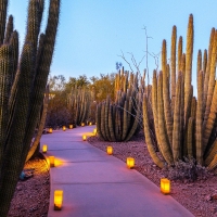 Desert Botanic Garden, Phoenix, Arizona