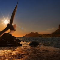 A Bird Flying Over The Sea