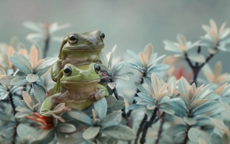 Frogs - couple, frog, amphibian, broasca