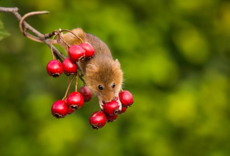 Harvest mouse - harvest, berry, mouse, rodent, animal, red, fruit, cute, soricel