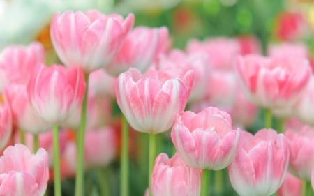 Tulips - pink, green, tulip, flower, spring