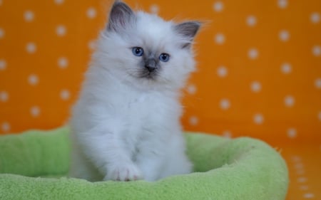 Kitten - animal, cute, cat, ragdoll, white, pisica, kitten, orange, green