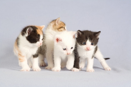 Kittens - pisica, animal, kitten, cute, cat