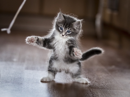 :D - pisica, kitten, paw, funny, cute, cat