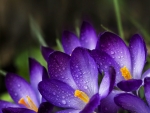 Crocuses