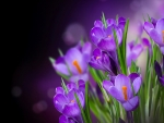 Crocuses