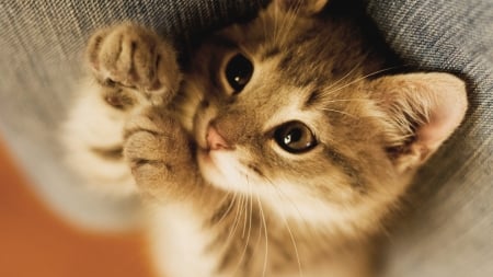 Cute Cat - wallpapers, cute, animals, cats