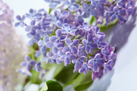 ♥ - white, green, lilac, spring, flower, pinl