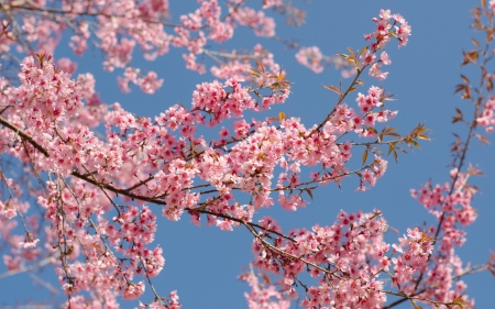 Spring - flower, cherry blossom, pink, spring, sakura, blue