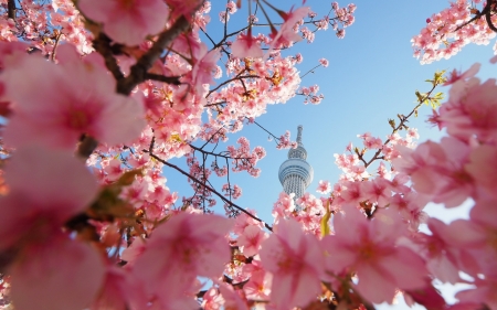 Spring - cherry blossom, sakura, blue, spring, flower, pink