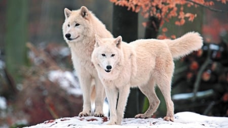 Two White Wolves - bokeh, wolves, trees, snow, winter, animal