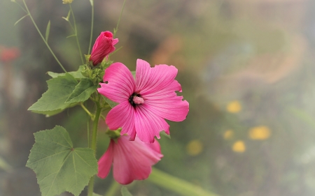 Flowers - amazing, garden, flower, pink