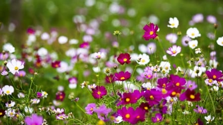 Spring wildflowers - flowers, pretty, wildflowers, spring, meadow