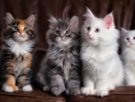 Kittens