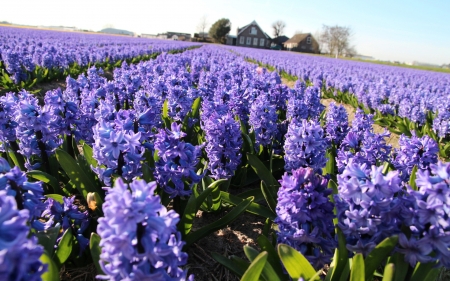 Hyacinths - hyacinths, nature, field, flowers