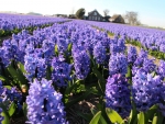 Hyacinths