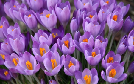 Crocuses - flowers, nature, purple, crocuses