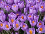 Crocuses