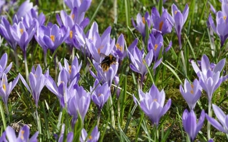 Crocuses and Bumblebee - bumblebee, flowers, spring, crocuses