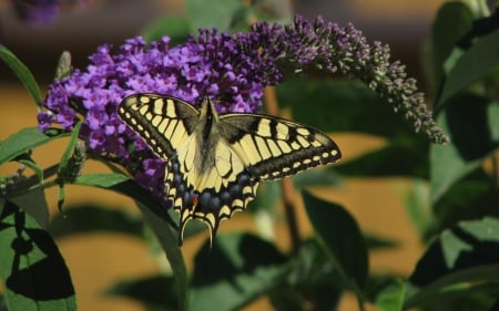 Butterfly on Flower