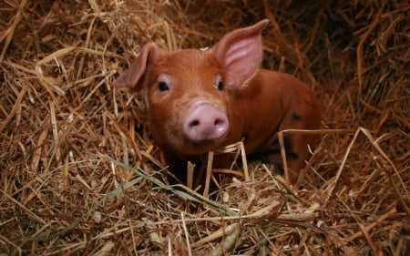 Piglet - brown, animal, nature, piglet