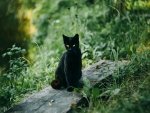 Black Cat