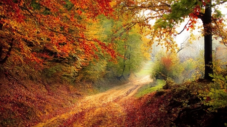 Autumn Lane - autumn, trees, light, path, road, country, bright, fall, leaves, colors, lane, firefox persona theme