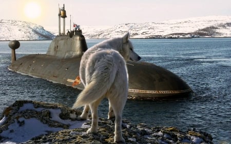 Wolf Checking out a Submarine - nature, wolf, submarine, animals