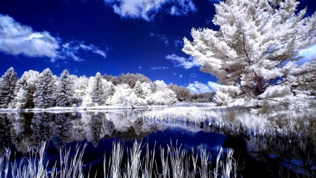 Water Reflection - clouds, trees, winter, nature, snow, lake, reflection