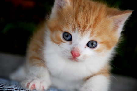 Kitten - animal, pisica, kitten, cute, face, cat