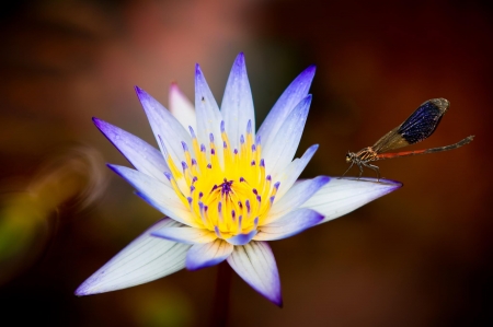 Lotus and dragonfly - white, lotus, flower, dragonfly, yellow, blue, insect