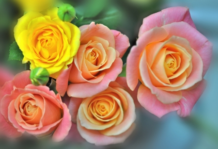 Roses - trandafir, vara, yellow, pink, summer, rose