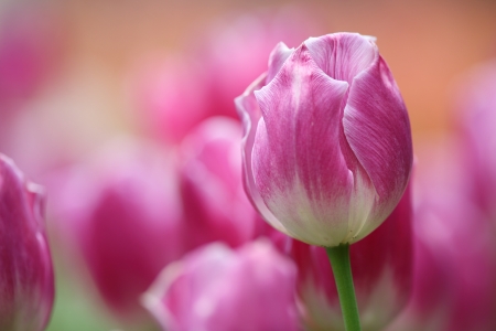 Tulip - spring, lalea, flower, pink, tulip