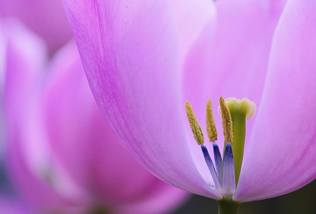 Tulip - petals, pink, tulip, texture, macro, skin