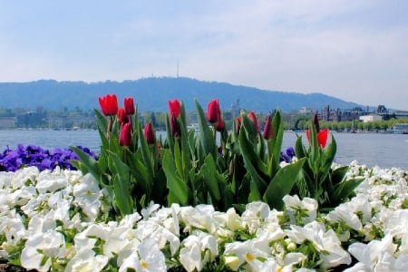 Spring Flowers - blossoms, lake, tulips, hills, pansies