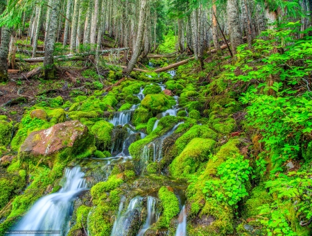 Forest Fall - nature, trees, forest, river, moss, waterfall