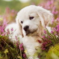 Golden Retriever Puppy