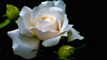 Rosa Hybrid 'Iceberg' - white, nature, iceberg, petals, flowers, rose