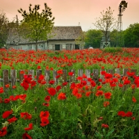 Castroville poppy house