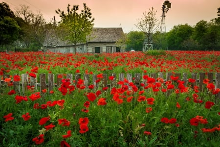 Castroville poppy house - flowers, house, countryside, poppies, summer, beautiful, meadow