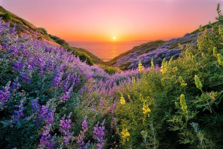 Flowers on the coast - reflection, coastline, beautiful, summer, flowers, sunset, sea, coast