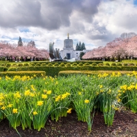 Spring dafs and cherry trees