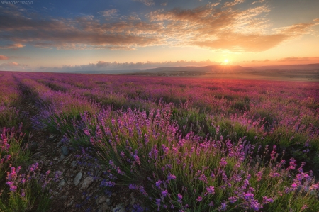 Magical Time - nature, feild, cloud, sun