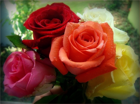 Roses - rose, colors, flower, amazing