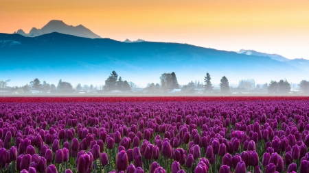 Amazing Purple Tulip Field - tulips, nature, fog, purple, mist, spring, field, mountains